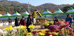 아산시, 신정호수공원서 국화전시회 성황리 폐막
