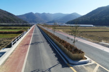 완도군, 호랑가시나무 식재로 특색 있는 가로수길 조성