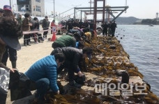 기장군, 18일부터 제10회 기장미역·다시마 축제 개최