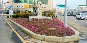 안양시, 꽃잔디 1만6천여본 식재해