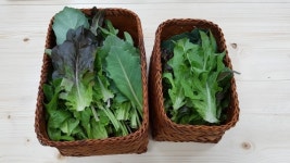 양천구, 첫 수확 쌈채소 15㎏ 푸드뱅크마켓센터 기부