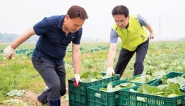 강임준 군산시장, 수확 늦은 양배추 농장에 일손 보태