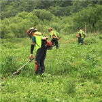 연천 지속가능발전협의회, 차탄천 생태계교란식물 제거작업 실시