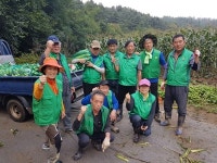 원주명륜1동 새마을지도자회, 휴경지 경작 옥수수 수확