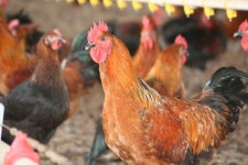 농촌진흥청, 토종닭 우리맛닭 분양