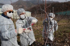농촌진흥청, 과수화상병 사전 관리로 피해 예방 당부