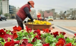 수원시 화성사업소, 화성행궁 광장 주변 봄맞이 꽃단장