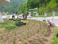 양구군 방산면사무소 직원일동 도로변에 꽃모종 식재