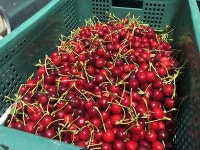 100여년 재배기술 가진 경주 체리 본격 출하