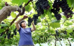 태안산 서머블랙 포도 수확 한창