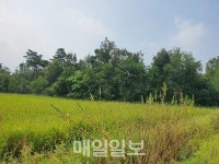 구미 해평면 게이트볼 구장 지연 주민 불만