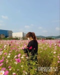 서산시 성연면, 코로나19 극복...테크노밸리 內 코스모스밭 산책로 주목