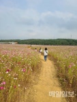 서산시 성연면, 코로나19 극복...테크노밸리 內 코스모스밭 산책로 주목