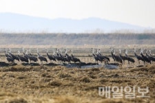 천연기념물 흑두루미 서산 천수만 통해 북상