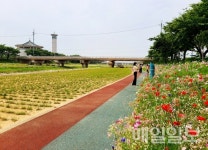 [포토뉴스] 서산 해미천변 알록달록 야생화 꽃 만개