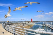 배산갈매기자판기 | [포토뉴스] 서산시, 갈매기 떼도 즐기는 '대산 삼길포항' 풍경