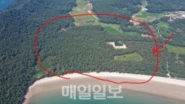 보령 오천면 수루미 해수욕장 곰솔림 방제사업 추진