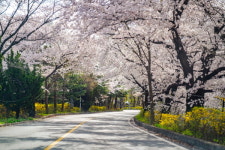 서울에서 한 시간…용인에서 즐기는 벚꽃