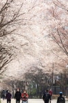 마포구 걷고 싶은길 10선…이번 주말 벚꽃 절경