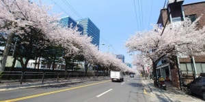 금천구 벚꽃로, 안양천 제방 벚꽃 절정