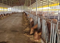 [기획] 한우가 커피 값?…유통 과정 축소해 눈길