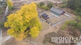 세종시 임난수 은행나무 천연기념물 된다