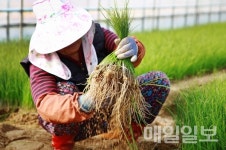 서산 달래, 전국 소비자 입맛 사로잡아