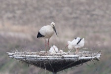 [포토] 서산버드랜드 둥지에서 자라고 있는 황새 4남매