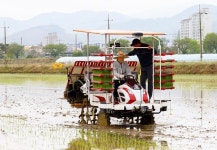 칠곡군 첫 모내기 시작