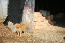 부천시, 행복한 공존 반려동물 복지 한발 앞으로