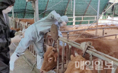 서산시, 럼피스킨병 확진 농가 반경 20km…긴급 백신 접종 완료