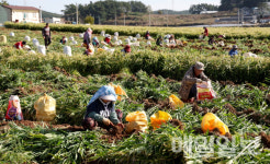 갯바람 맞고 자란 태안산 생강 본격 출하