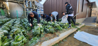 양평공사 직접 재배한 배추 200포기 나눔