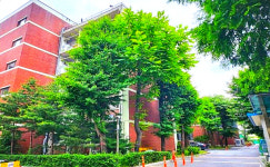 양천구, 유치원ㆍ학교 안 위험수목 정비 한다