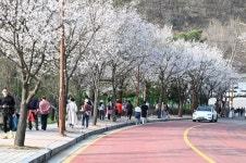 동두천시, 2024년 자유수호평화박물관 벚꽃맞이 야간개장 준비 완료