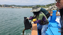 경주시, 동해안 전략품종 해삼종자 20만 마리 방류