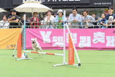 [양천구 포토] 양천구, 지자체 최대규모 반려동물 문화 축제 Y-펫밀리 성료