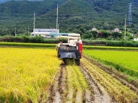 구미 신동에 올해 첫 벼 베기