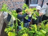 세종시교육청 초롱별유, 깍두기 담그기 체험 실시