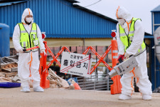 구제역 일파만파… 국산 백신 필요성 재조명