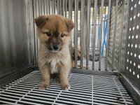 강서구, 유기동물 입양비 지원…예방접종비 등 8종