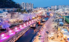 구미시, 2025 청춘, 금오천 벚꽃 페스티벌 축소 개최