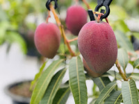 양평 청년 농부, 프리미엄 망고 재배 농장… 지능형 농장 기반, 미래 농업 선도