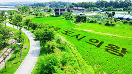 의왕시, 초평동 들녘에 피어난 명품도시 의왕…이색적 벼 아트 눈길 끌어
