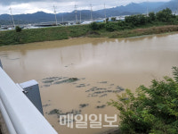칠곡군, 경호천 종일 흙탕물 흘러…생태계 파괴 우려