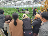 전남 함평군, 첨단 재배기술·체험형 모델로 딸기 산업 경쟁력 강화