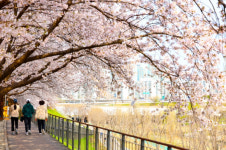 구로구 안양천·도림천 제방길 벚꽃…개화 앞두고 정비 완료