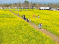구미 낙동강체육공원, 노란 유채꽃 물결 절정…봄의 청취 선사