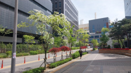안양시, 안양천서로 가로수 개선 사업 추진