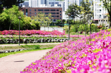 [포토] 의왕 백운밸리 바라천, 봄빛 머금은 철쭉길…조용한 힐링 명소로
